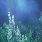 FK171110 - Tonga - One highlight of the expedition was the discovery of three new hydrothermal venting sites. Here a "black smoker" chimney releases hydrothermal fluid into the deep sea.